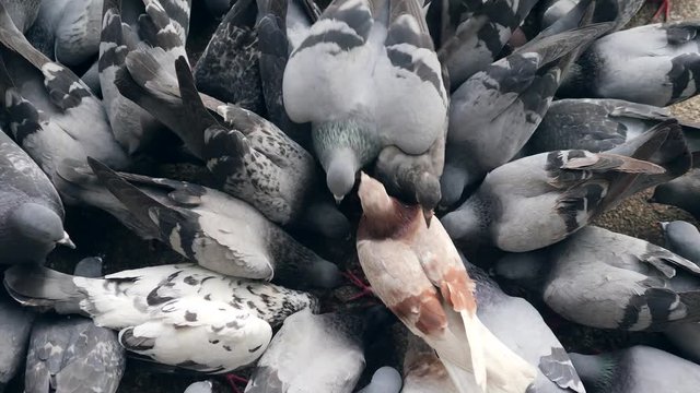 Pigeons in City Park Eating Seeds. 4K View from Above.