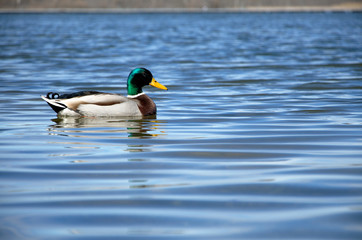 A mallard swims through the reeds along a lake
