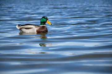 A mallard swims through the reeds along a lake