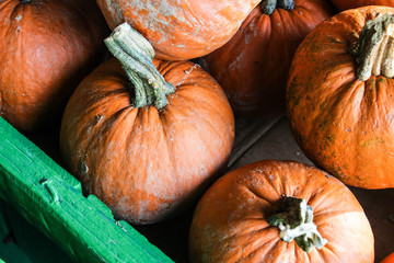 Pumpkins Closeup