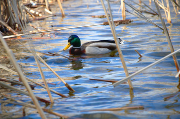 A mallard swims through the reeds along a lake