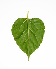 Fototapeta premium leaf or green leaf on a background.