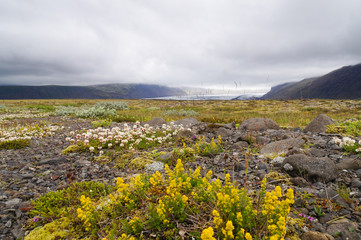 Beautiful wild flowers in Iceland.