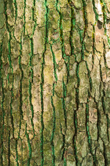 tree texture