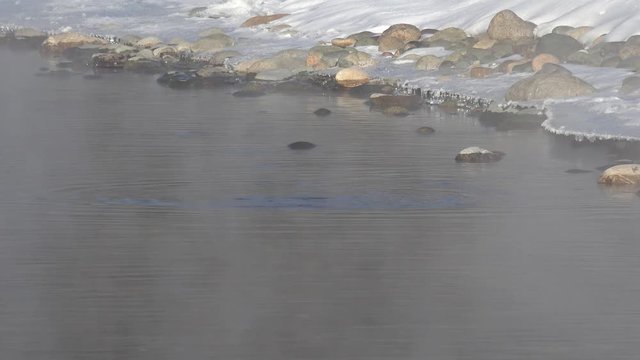 Bird white-throated dipper Cinclus cinclus  in water of Altai river Katun in winter time