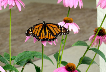 Butterfly Perch