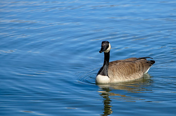 Obraz premium Geese looks for scraps of food on lake in the woods