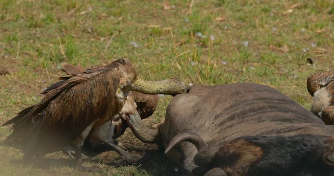 Close up of vultures feeding on a Wildebeest carcass at Maasai Mara National Reserve, Kenya, Africa