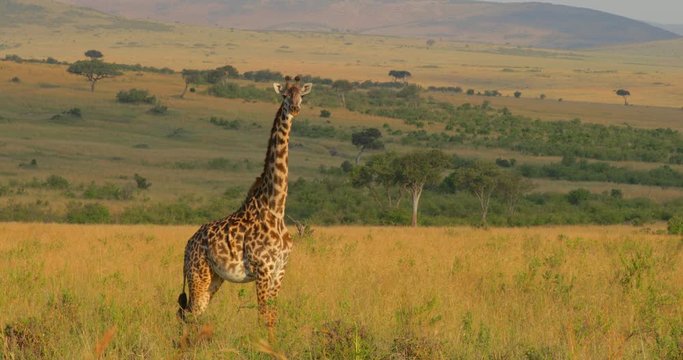 Maasai Giraffe at Maasai Mara National Reserve, Kenya, Africa