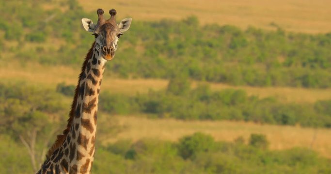 Maasai Giraffe at Maasai Mara National Reserve, Kenya, Africa