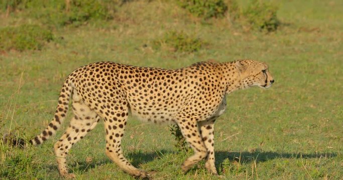 Cheetah walking in the plains of Maasai Mara National Reserve, Kenya, Africa