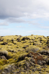 Fototapeta na wymiar Lava field covered with green moss,Iceland.