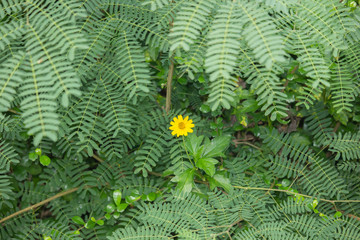 One Yellow Singapore daisy flower with Green lead background