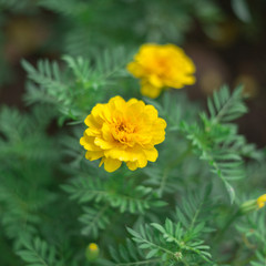 Marigold flower in the garden.