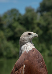 Haliastur indus (Brahminy Kite)
