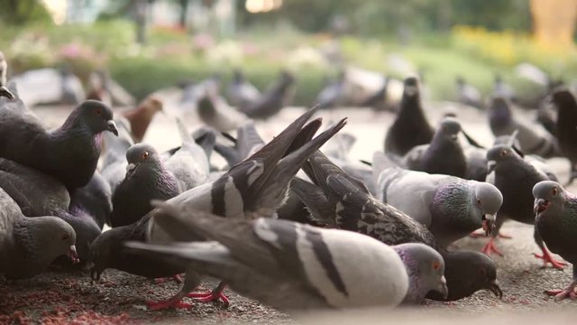 Pigeons in City Park Eating Seeds. Closeup HD 180p Slowmotion.