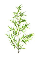 Bamboo leaves isolated on white background
