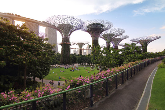 Singapore - July 30, 2017: Supertrees grove in Gardens by the Bay in Singapore center at Supertree Groveis is main Marina Bay Sands district very popular attraction for tourists.