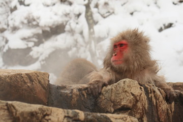 ニホンザル　（snow monkey）