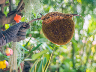 Nest bee in hand, Apis florea.