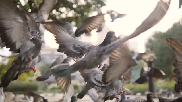 Close Up of Frightened Pigeons Flying Away in City Park. HD 180p Slowmotion.