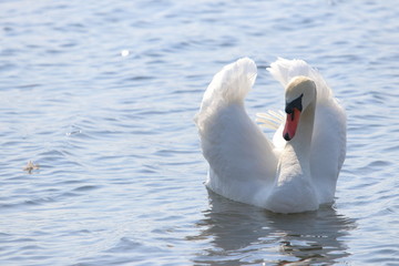 Obraz premium 白鳥（swan）