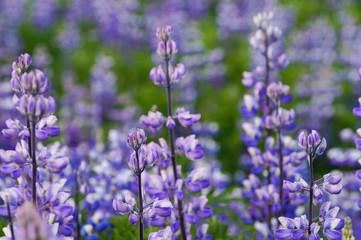 Beautiful arctic lupines in Iceland