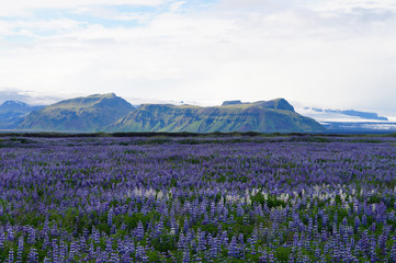 Fototapeta na wymiar Beautiful landscape in summer,Iceland