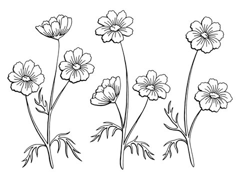 Cosmos flower graphic black white isolated sketch illustration vector