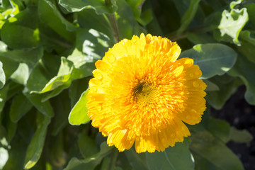 Single Double Yellow Calendula Officinalis