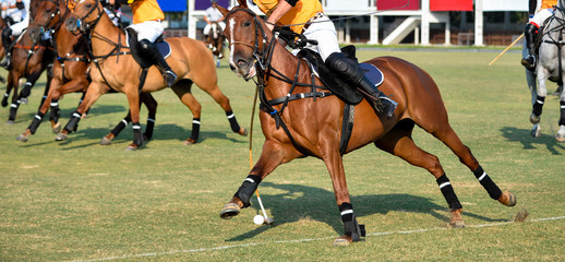 Action Of Horse And Polo Player