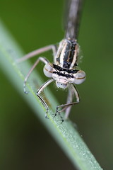 Blue featherleg or white-legged damselfly, Platycnemis pennipes