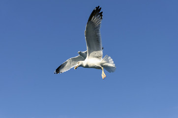 Flying seagulls over the sea