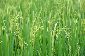 Fototapeta na wymiar Close up green rice.