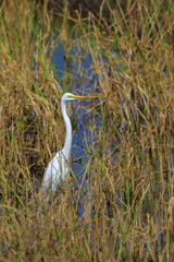 Image of great egret(Ardea alba) on the natural background. White Bird. Animal.