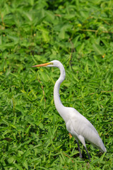 Image of great egret(Ardea alba) on the natural background. White Bird. Animal.