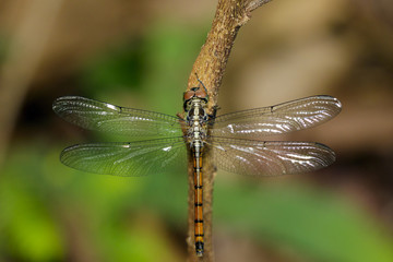 Image of indothemis carnatica dragonfly(female) on nature background. Insect Animal