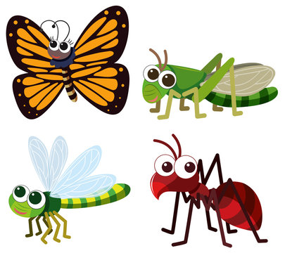 Four different types of insects on white background