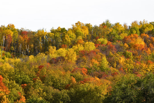 Top view of a beautiful colorful autumn forest.