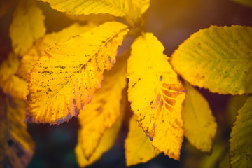 Autumn yellow leafs close up with dark background