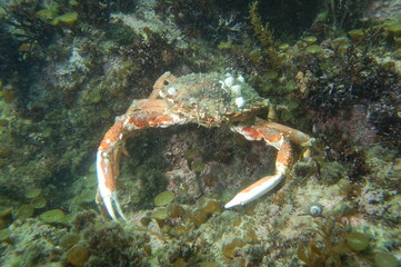 Araignée de mer (Maja brachydactyla)