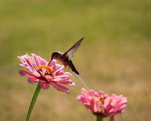 Fototapeta premium Hummingbird Drinking Nectar