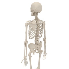 Human Male Skeleton standing pose on white. 3D illustration