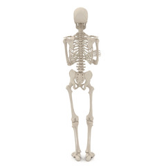 medical accurate male skeleton standing pose on white. 3D illustration