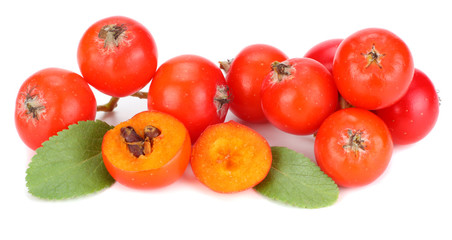 red rowan berries with green leaf isolated on white background. macro