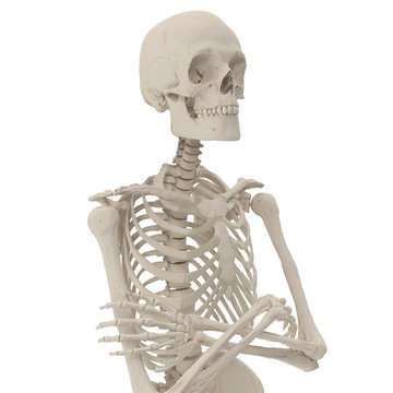 medical accurate male skeleton standing pose on white. 3D illustration