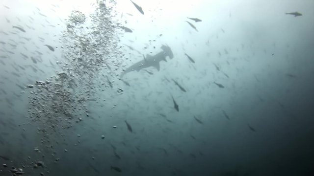 Hammerhead Shark Hammer predator underwater in search of food on seabed. Unique video. Extreme diving in Pacific. Natural aquarium of sea and ocean. Beautiful animals Carcharhinus galapagensis.