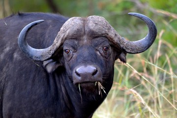 Old Bull
