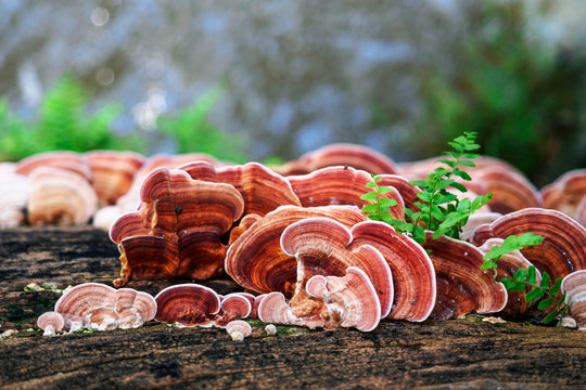 Ganoderma Lucidum Mushroom or Ling Zhi Mushroom on timber