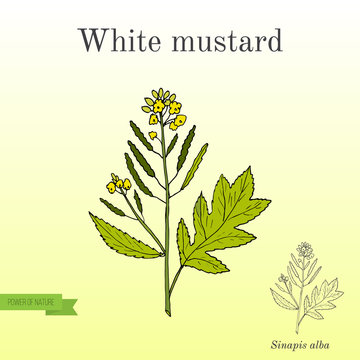 White mustard Sinapis alba . Kitchen hand-drawn herbs and spices.